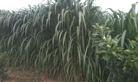 Hình 4 Cỏ VA06 giai đoạn 50 ngày tuổi ở vụ hè 1