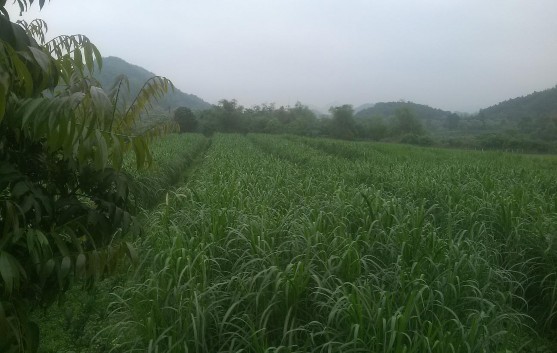 Tuổi ở thời vụ 3 vụ hè Hình 4 Cỏ VA06 giai đoạn 50 ngày tuổi ở vụ hè 2