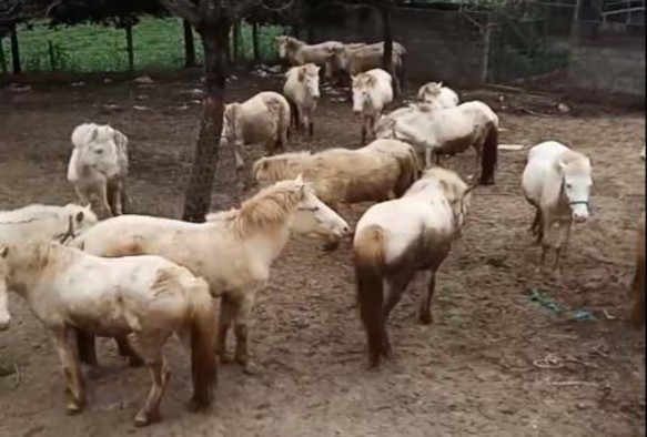 4 4 Đề xuất một số biện pháp kỹ thuật trong trồng cỏ nhằm phát triển 1