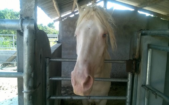 4 4 Đề xuất một số biện pháp kỹ thuật trong trồng cỏ nhằm phát triển 2