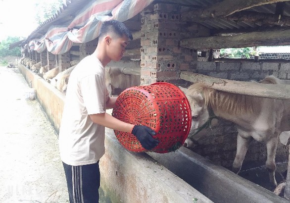 4 4 Đề xuất một số biện pháp kỹ thuật trong trồng cỏ nhằm phát triển 3