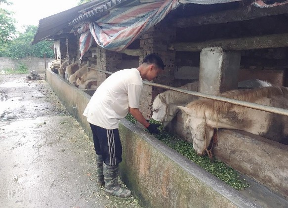 4 4 Đề xuất một số biện pháp kỹ thuật trong trồng cỏ nhằm phát triển 4