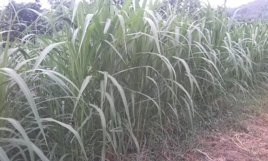 Hình 2 Cỏ VA06 giai đoạn 50 ngày tuổi ở thời vụ 2 vụ xuân hè 1