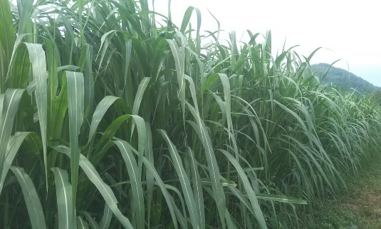 1 vụ đông Hình 2 Cỏ VA06 giai đoạn 50 ngày tuổi ở thời vụ 2 vụ xuân hè 2