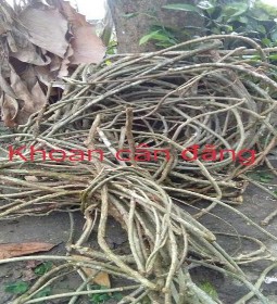 4 Mẫu cây Khoan cân đằng 5 Mẫu cây Sâm ớt 6 Mẫu cây sói rừng 7 Tọa độ 10