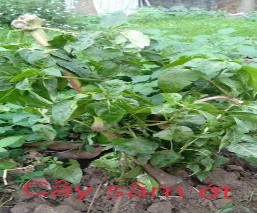 5 Mẫu cây Sâm ớt 6 Mẫu cây sói rừng 7 Tọa độ lấy mẫu cây Sói rừng 11