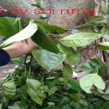 6 Mẫu cây sói rừng 7 Tọa độ lấy mẫu cây Sói rừng 22°29 37 35 Bắc 106°25 12