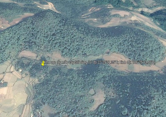 7 Tọa độ lấy mẫu cây Sói rừng 22°29 37 35 Bắc 106°25 13 80 8 Tọa độ 13