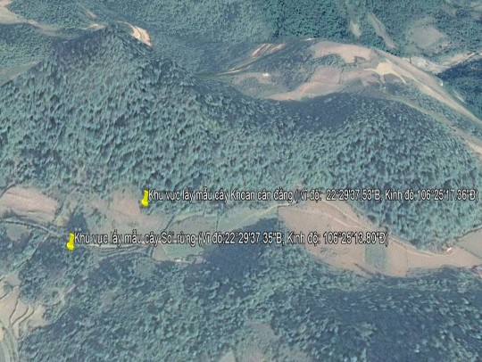 8 Tọa độ lấy cây Khoan cân đằng 22°29 37 53 Bắc 106°25 17 36 Đông Phục 14