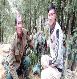 10 Ông Phong giới thiệu cây Bầu đất 11 Ông Hữu nói về tác dụng cây Ngải 4