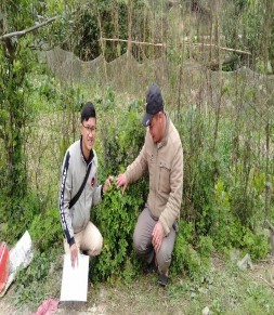 11 Ông Hữu nói về tác dụng cây Ngải Cứu 12 Kết thúc ngày đi lên rừng thu 5