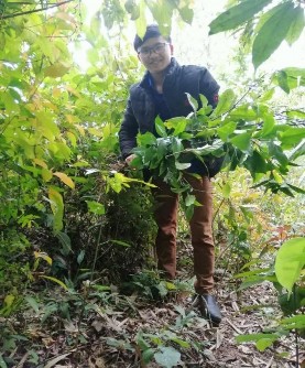 1 Lấy mẫu cây sói rừng 2 Thu mẫu cây Khoan cân đằng 3 Thu lấy mẫu cây Sói 7