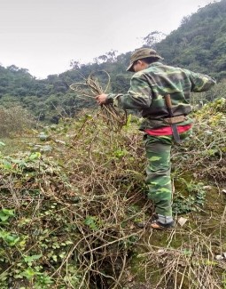 2 Thu mẫu cây Khoan cân đằng 3 Thu lấy mẫu cây Sói rừng 4 Mẫu cây Khoan cân 8