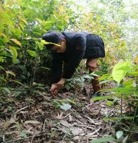 3 Thu lấy mẫu cây Sói rừng 4 Mẫu cây Khoan cân đằng 5 Mẫu cây Sâm ớt 6 9