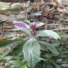 Bầu đất Gynura procumbens Lour Merr Sa nhân tím Amomum longiligulare T L Wu Mật 1