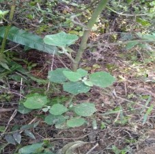 Bầu đất Gynura procumbens Lour Merr Sa nhân tím Amomum longiligulare T L Wu Mật 2