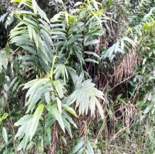 Sa nhân tím Amomum longiligulare T L Wu Mật gấu – Vernonia amygdalina Del Ké hoa 3