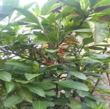 Mật gấu – Vernonia amygdalina Del Ké hoa đào Urena lobata L Cốt cắn Nephrolepis 4