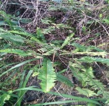 Cốt cắn Nephrolepis cordifolia L Presl Xạ đen Celastrus hindsii Benth Hình 4 1 5