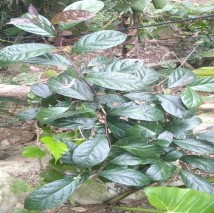 Xạ đen Celastrus hindsii Benth Hình 4 1 Hình ảnh một số loài cây thuốc ở KVNC 6