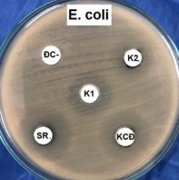 Hình 4 4 Hoạt tính ức chế E coli và S aureus của cây Sói rừng và cây Khoan cân 1