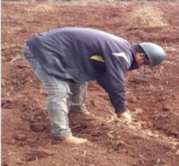 Chuẩn bị đất trước khi tiến hành thí nghiệm Trồng cây thí nghiệm Thí 1