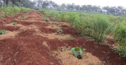 Thí nghiệm các biện pháp xử lý đất trước khi tái canh cà phê vối Xử lý 10