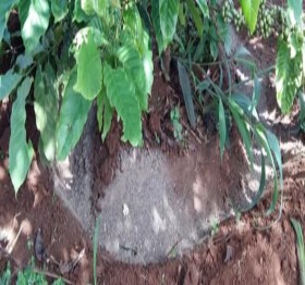 Xử lý bột dã quỳ phòng trừ tuyến trùng và nấm gây bệnh 12