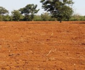 Chuẩn bị đất trước khi tiến hành thí nghiệm Trồng cây thí nghiệm Thí 2