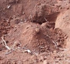 Chuẩn bị đất trước khi tiến hành thí nghiệm Trồng cây thí nghiệm Thí 4