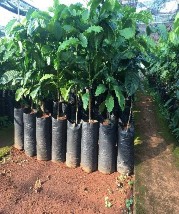 Trồng cây thí nghiệm Thí nghiệm các biện pháp xử lý đất trước khi tái canh 5