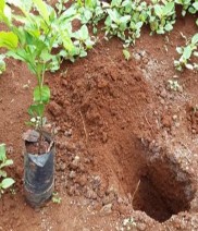 Trồng cây thí nghiệm Thí nghiệm các biện pháp xử lý đất trước khi tái canh 6