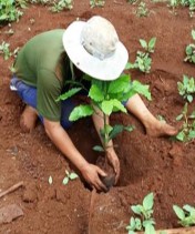 Trồng cây thí nghiệm Thí nghiệm các biện pháp xử lý đất trước khi tái canh 7