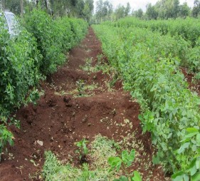 Thí nghiệm các biện pháp xử lý đất trước khi tái canh cà phê vối Xử lý 8