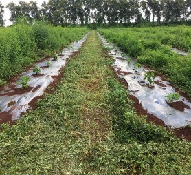 Thí nghiệm các biện pháp xử lý đất trước khi tái canh cà phê vối Xử lý 9