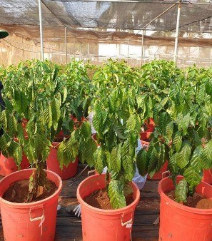 Thí nghiệm đánh giá các vật liệu giống kháng tuyến trùng trong chậu Vườn cà 10