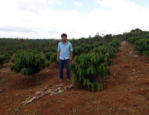 Vườn cà phê vối tái canh ngay thành công 11