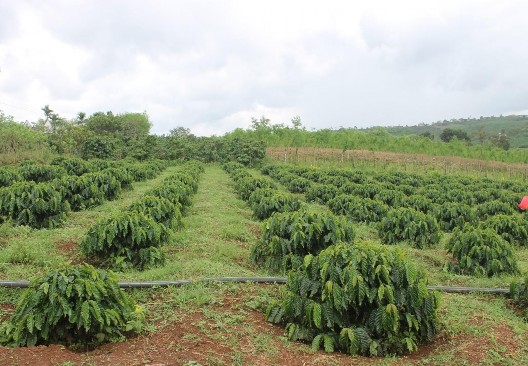 Vườn cà phê vối tái canh ngay thành công 12