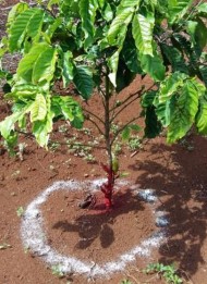 Xử lý các loại thuốc hóa học sinh học thực hiện thí nghiệm Cây cà phê bị 2