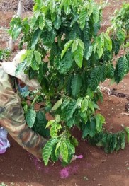 Xử lý các loại thuốc hóa học sinh học thực hiện thí nghiệm Cây cà phê bị 3