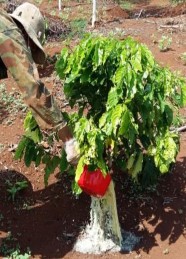 Xử lý các loại thuốc hóa học sinh học thực hiện thí nghiệm Cây cà phê bị 4