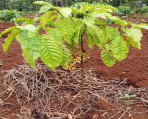 Cây cà phê bị vàng lá Rễ cây cà phê bị vàng lá Giâm cành các vật liệu 5