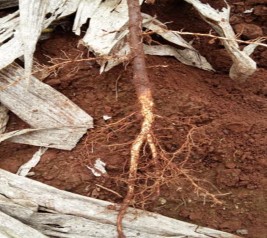 Cây cà phê bị vàng lá Rễ cây cà phê bị vàng lá Giâm cành các vật liệu 6