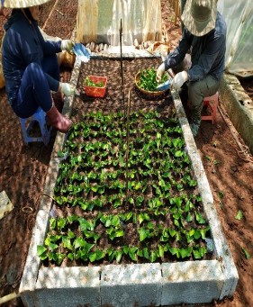 Giâm cành các vật liệu giống kháng tuyến trùng Thí nghiệm đánh giá các vật 7