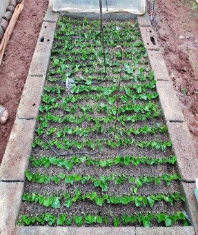 Giâm cành các vật liệu giống kháng tuyến trùng Thí nghiệm đánh giá các vật 8