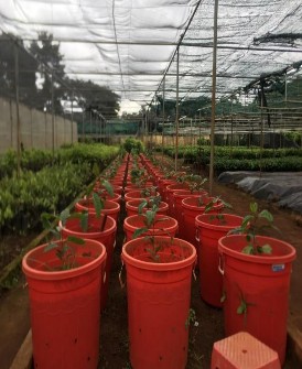 Thí nghiệm đánh giá các vật liệu giống kháng tuyến trùng trong chậu Vườn cà 9