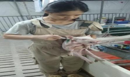 Áp dụng quy trình kỹ thuật chăm sóc, nuôi dưỡng và phòng, trị bệnh cho đàn lợn nái sinh sản và lợn con theo mẹ nuôi tại Công ty TNHH MTV chăn nuôi Hòa Phát, xã Long Sơn, huyện Sơn Động, tỉnh Bắc Giang - 7