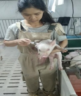 Hình 1 Điều trị lợn con bị viêm khớp Hình 2 Điều trị heo con bị tiêu chảy 2