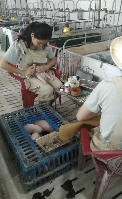 Hình 3 Nhỏ cầu trùng cho lợn con Hình 4 Đỡ đẻ lợn con 3