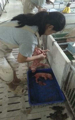 Hình 3 Nhỏ cầu trùng cho lợn con Hình 4 Đỡ đẻ lợn con 4